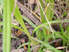 Carex lupuliformis