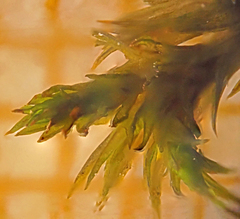 Hedwigia ciliata