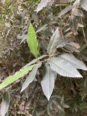 Caldcluvia paniculata