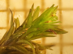 Hedwigia ciliata
