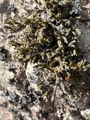 Hedwigia ciliata