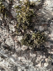 Hedwigia ciliata