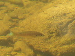 Lepomis macrochirus macrochirus