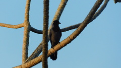 Cyanocorax violaceus