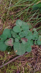 Salvia palifolia