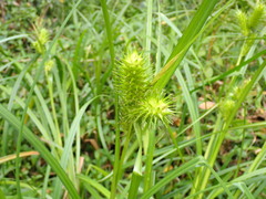 Carex lupuliformis