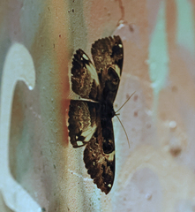 Erebus terminitincta