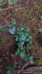 Palicourea boqueronensis