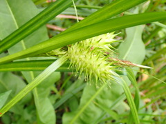 Carex lupuliformis
