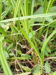 Carex lupuliformis