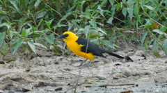 Gymnomystax mexicanus