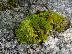 Schistidium maritimum