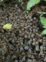 Fittonia
