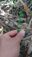 Baccharis bogotensis