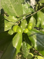 Malpighia glabra