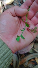Baccharis bogotensis