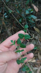 Chromolaena bullata