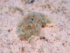Elysia crispata