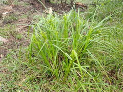 Carex lupuliformis