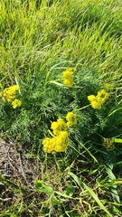Lomatium utriculatum
