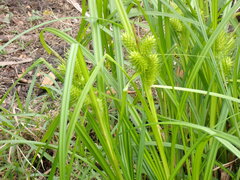 Carex lupuliformis