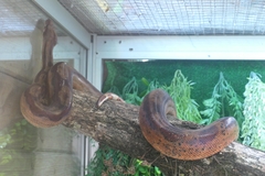 Boa constrictor constrictor