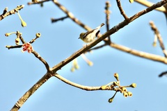 Vireo pallens