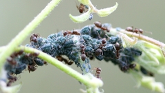 Lasius