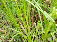 Carex lupuliformis