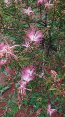Calliandra selloi