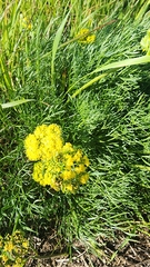 Lomatium utriculatum