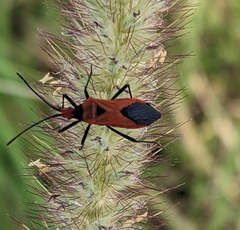 Aulacosternum nigrorubrum