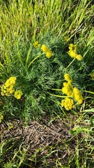 Lomatium utriculatum