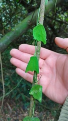 Passiflora bogotensis