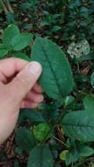Dendrophorbium