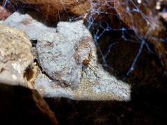 Loxosceles yucatana