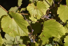 Vitis arizonica