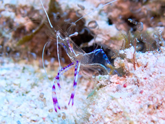 Ancylomenes pedersoni