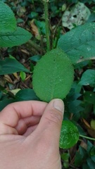 Dendrophorbium