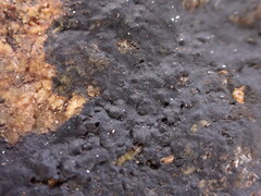 Hydropunctaria maura