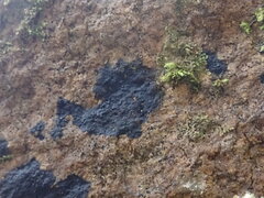 Hydropunctaria maura