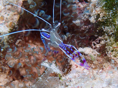 Ancylomenes pedersoni