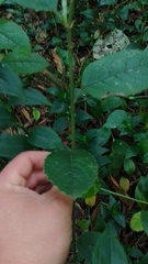 Dendrophorbium