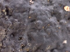 Hydropunctaria maura