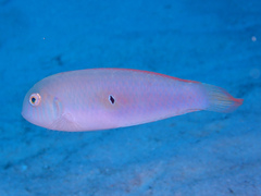 Xyrichtys splendens