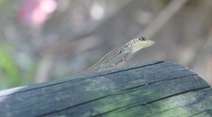 Anolis roquet