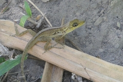 Anolis roquet