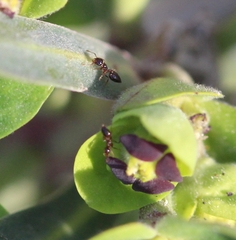 Crematogaster sordidula