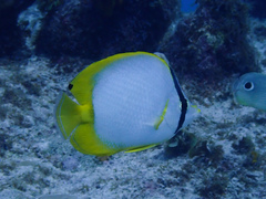 Chaetodon ocellatus