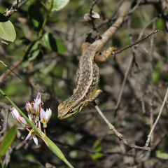 Liolaemus chiliensis